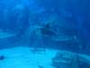 107 - 20160422 Singapore SEA Aquarium