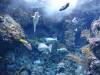 111 - 20160422 Singapore SEA Aquarium