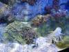 112 - 20160422 Singapore SEA Aquarium