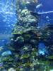 113 - 20160422 Singapore SEA Aquarium