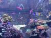 115 - 20160422 Singapore SEA Aquarium