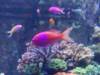 116 - 20160422 Singapore SEA Aquarium