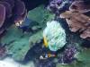 117 - 20160422 Singapore SEA Aquarium