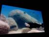 120 - 20160422 Singapore SEA Aquarium