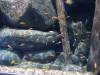 122 - 20160422 Singapore SEA Aquarium