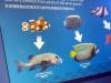 123 - 20160422 Singapore SEA Aquarium