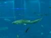 124 - 20160422 Singapore SEA Aquarium