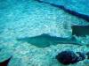 125 - 20160422 Singapore SEA Aquarium
