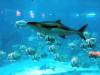 126 - 20160422 Singapore SEA Aquarium