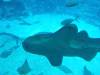 127 - 20160422 Singapore SEA Aquarium