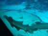 129 - 20160422 Singapore SEA Aquarium