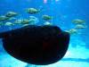 130 - 20160422 Singapore SEA Aquarium