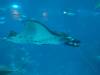131 - 20160422 Singapore SEA Aquarium