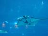 134 - 20160422 Singapore SEA Aquarium