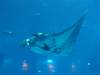 135 - 20160422 Singapore SEA Aquarium