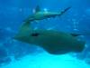 137 - 20160422 Singapore SEA Aquarium