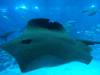138 - 20160422 Singapore SEA Aquarium