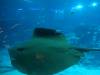 139 - 20160422 Singapore SEA Aquarium