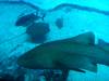 140 - 20160422 Singapore SEA Aquarium