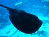 142 - 20160422 Singapore SEA Aquarium