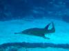 143 - 20160422 Singapore SEA Aquarium
