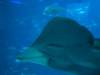 144 - 20160422 Singapore SEA Aquarium