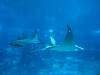 145 - 20160422 Singapore SEA Aquarium