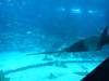 146 - 20160422 Singapore SEA Aquarium