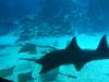 148 - 20160422 Singapore SEA Aquarium