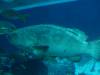 149 - 20160422 Singapore SEA Aquarium