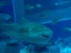 152 - 20160422 Singapore SEA Aquarium