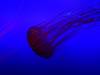 155 - 20160422 Singapore SEA Aquarium