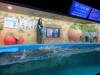 112 - 20160509 Seoul Coex Aquarium