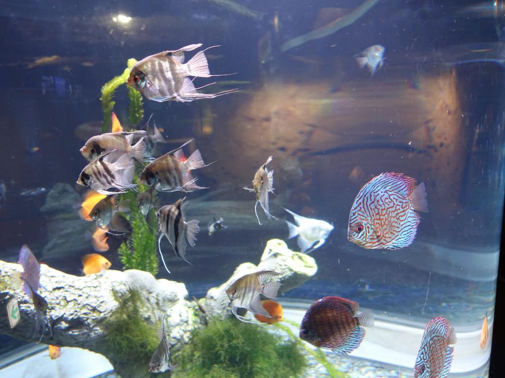 141 - 20160509 Seoul Coex Aquarium