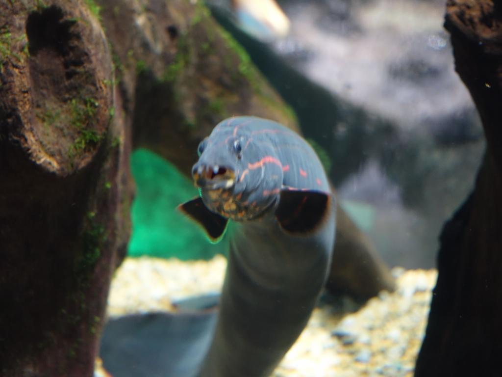 143 - 20160509 Seoul Coex Aquarium