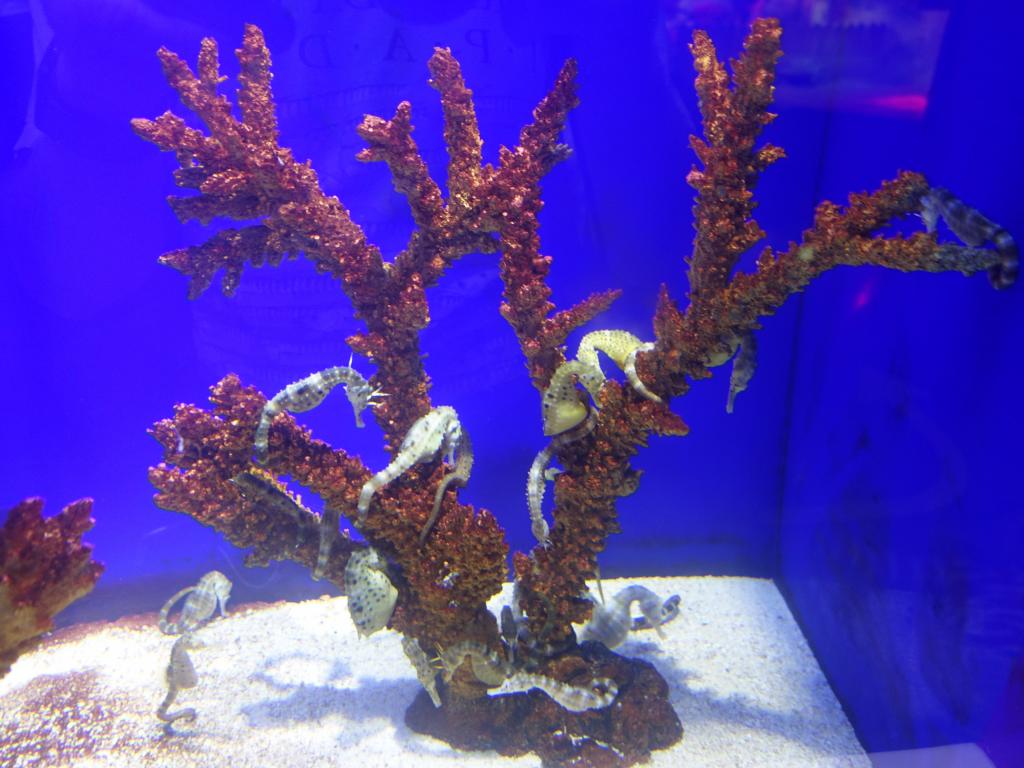 148 - 20160509 Seoul Coex Aquarium