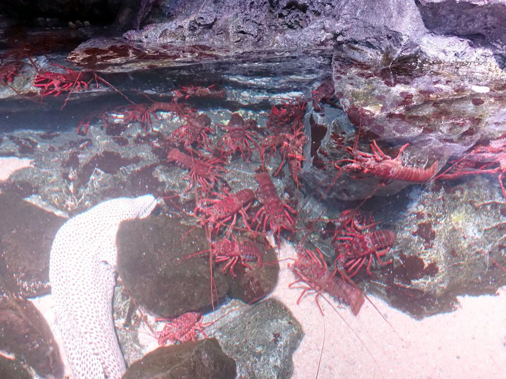 117 - 20160717 Kyoto Aquarium