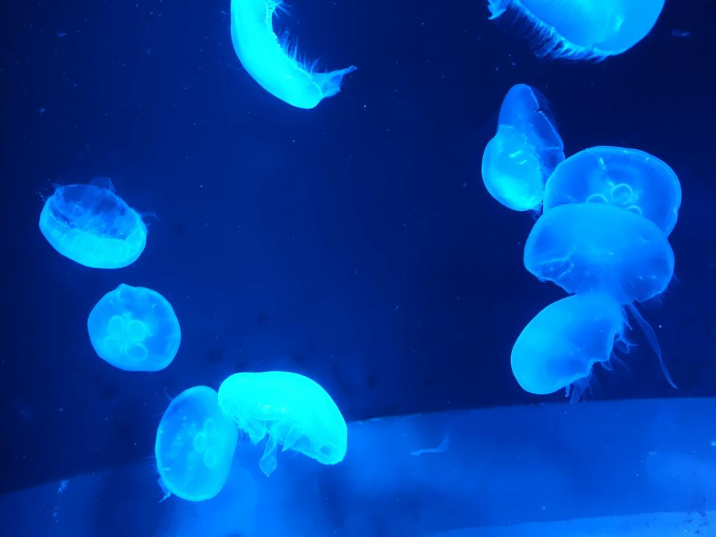 119 - 20160717 Kyoto Aquarium