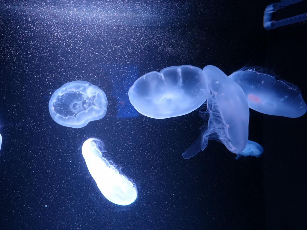 120 - 20160717 Kyoto Aquarium