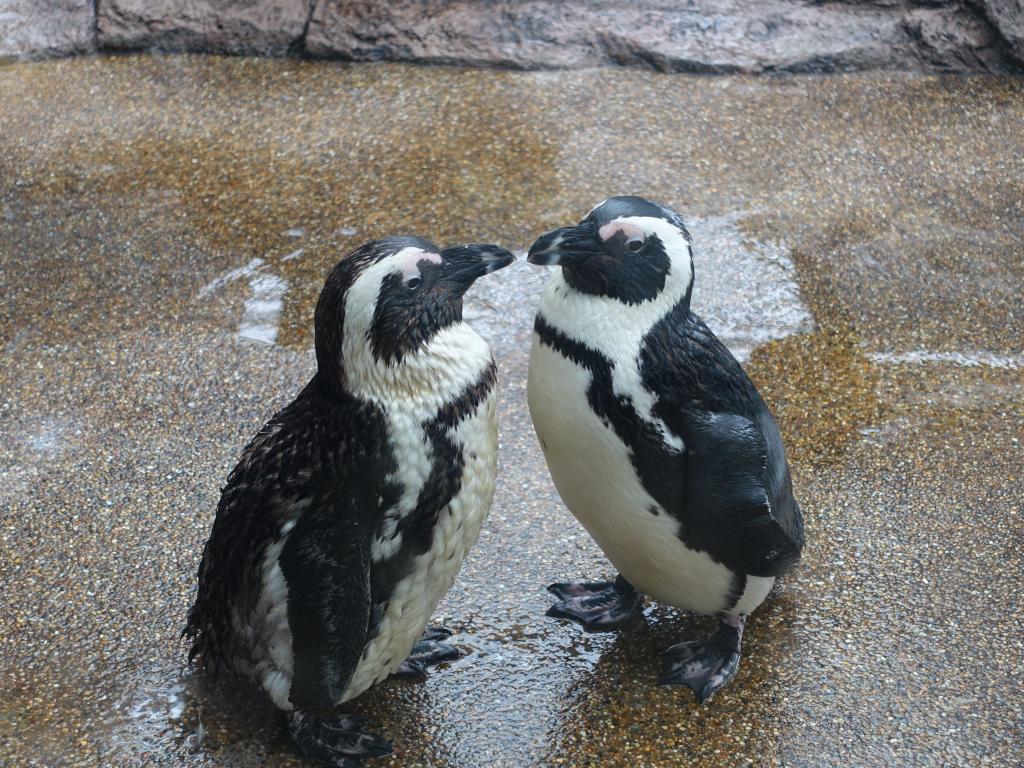 125 - 20160717 Kyoto Aquarium