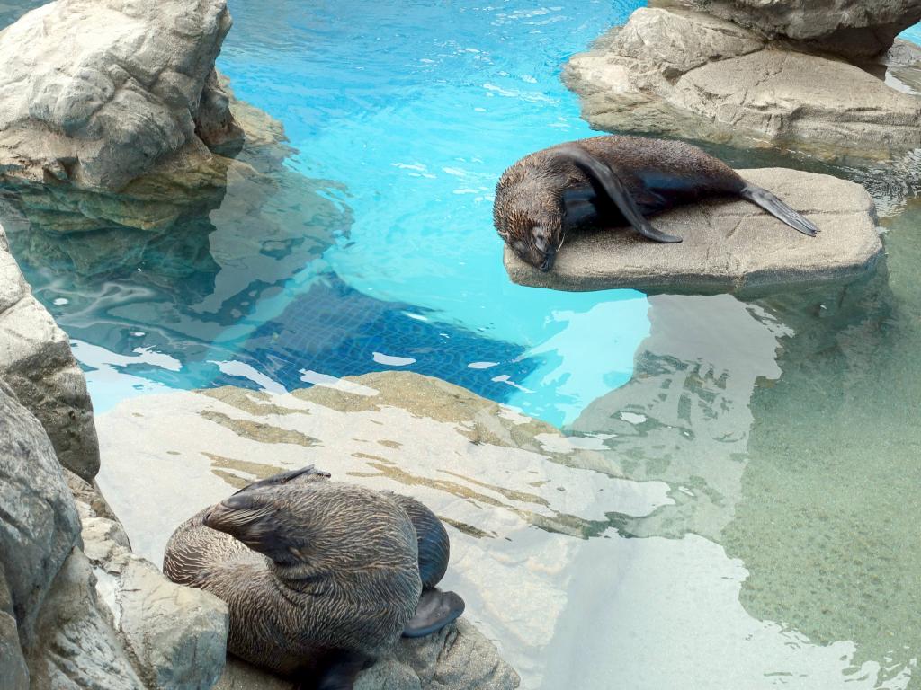 128 - 20160717 Kyoto Aquarium