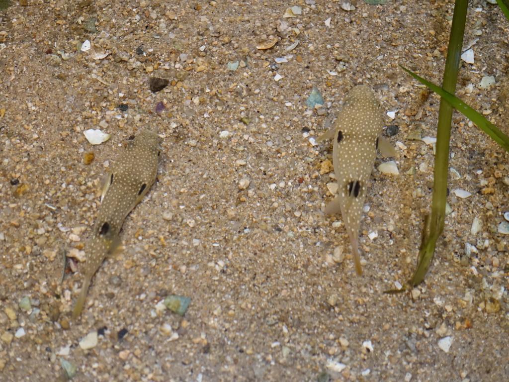 100 - 20160724 Miyajima