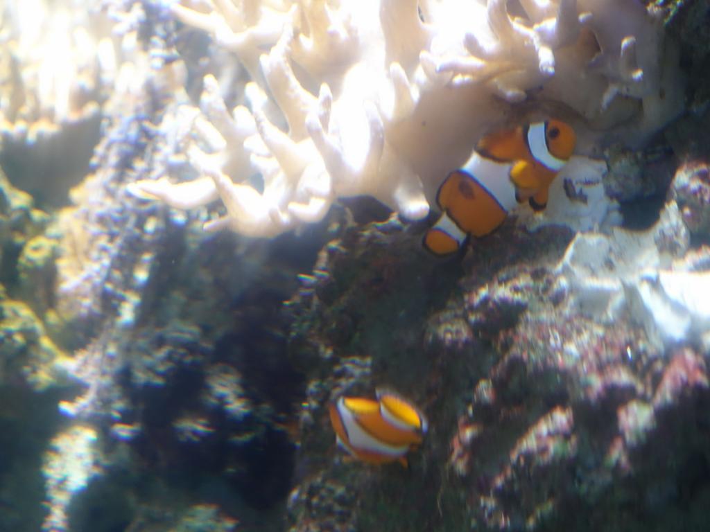 130 - 20170103 Paris Aquarium