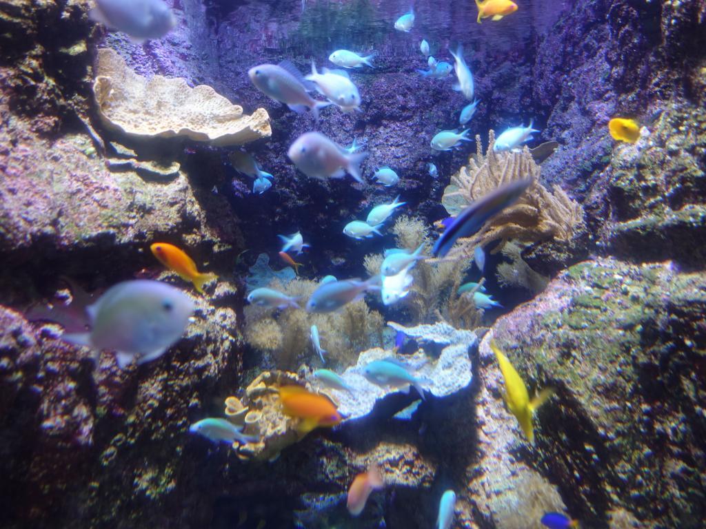 153 - 20170103 Paris Aquarium