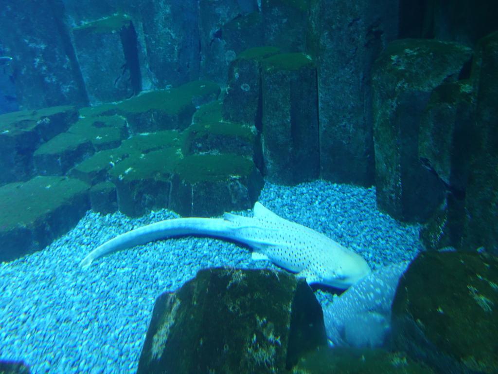 167 - 20170103 Paris Aquarium