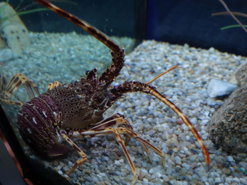 107 - 20180924 Barcelona Aquarium