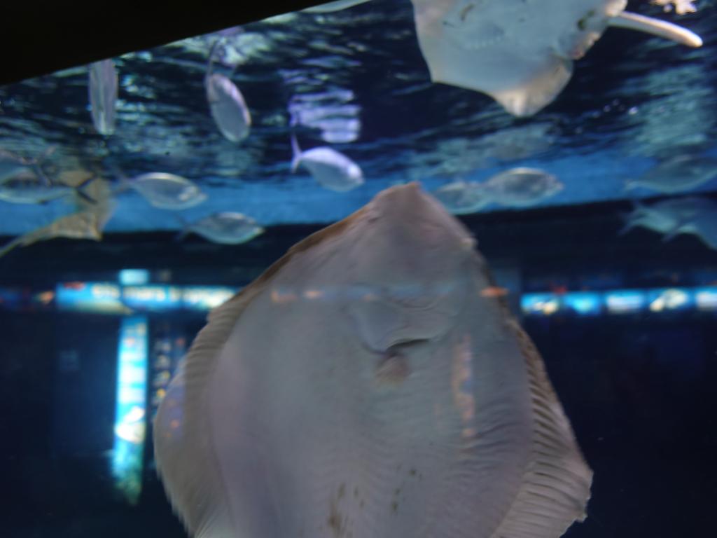 111 - 20180924 Barcelona Aquarium