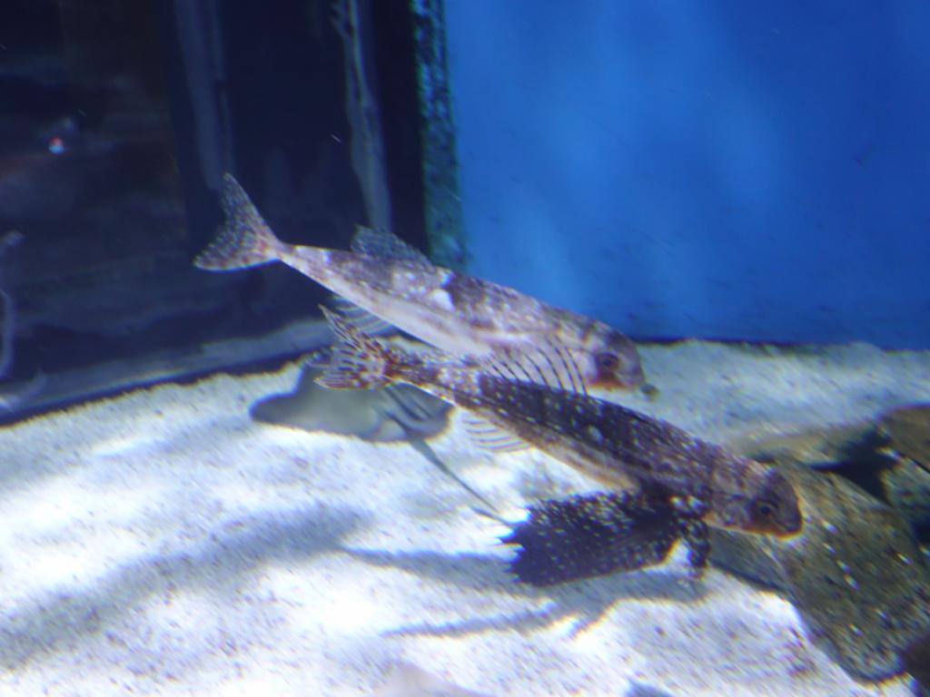 114 - 20180924 Barcelona Aquarium