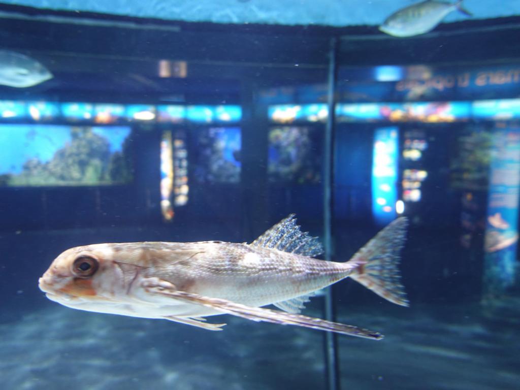 123 - 20180924 Barcelona Aquarium