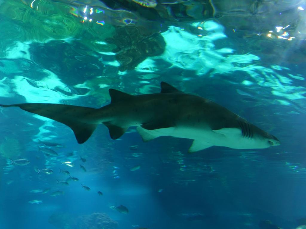 129 - 20180924 Barcelona Aquarium